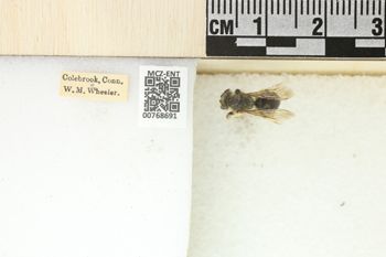 Media type: image;   Entomology 768691 Aspect: Labels
